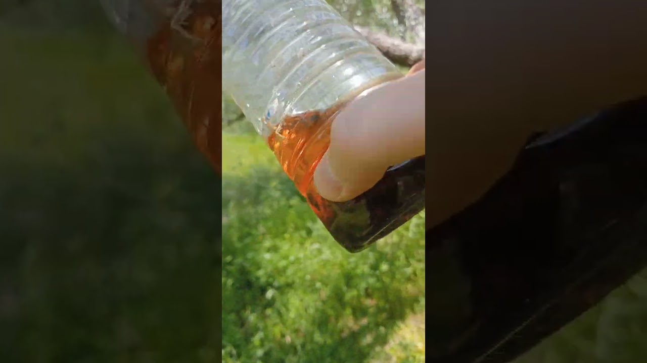Trappola per le mosche dell'olivo