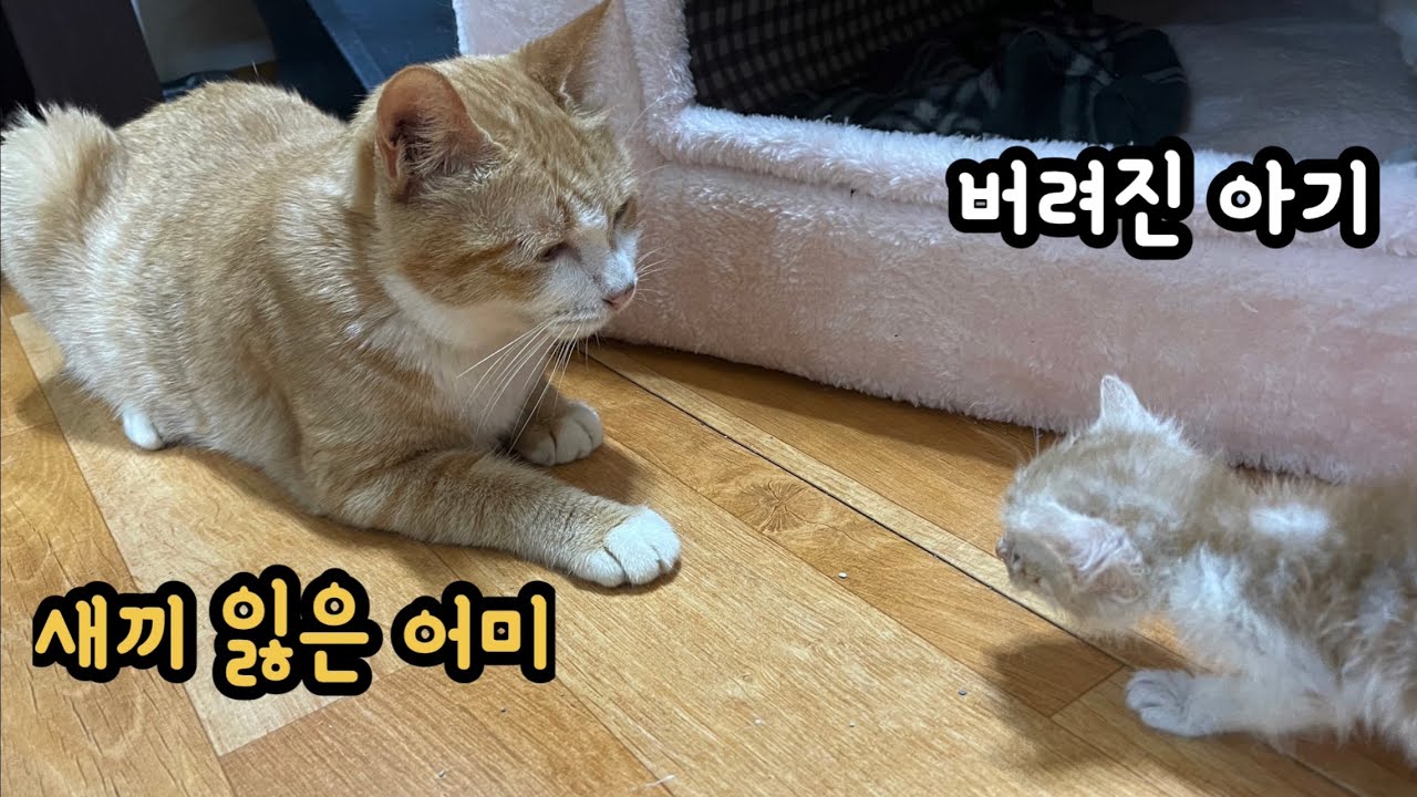 출산후 새끼를 잃은 어미고양이와,  엄마를 잃은 아기고양이가 만났는데~  반응이 대박