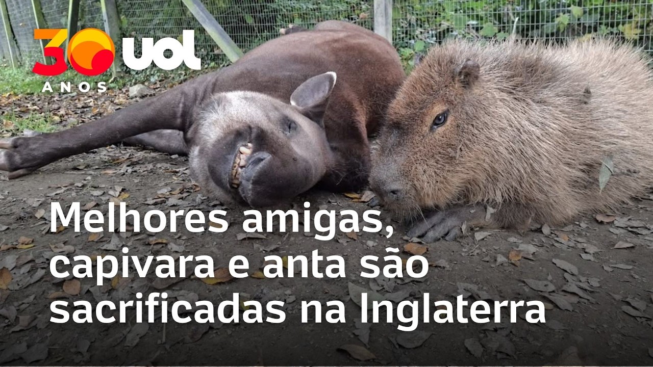 Capivara e anta brasileira s&atilde;o sacrificadas juntas em zoo da Inglaterra