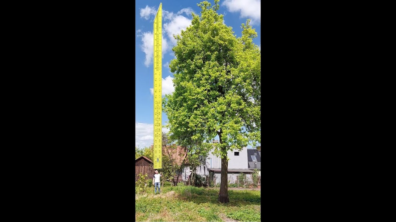 Jak zmierzyć wysokość drzewa patykiem.
