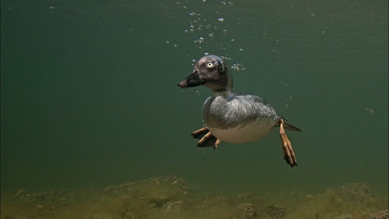 Diving duck, common goldeneye