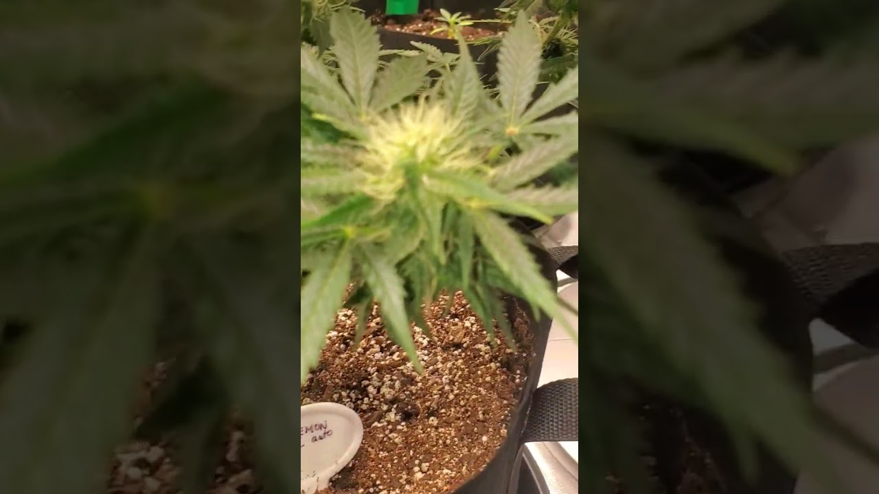Bruce lemon diesel growing like a weed..#autoflower