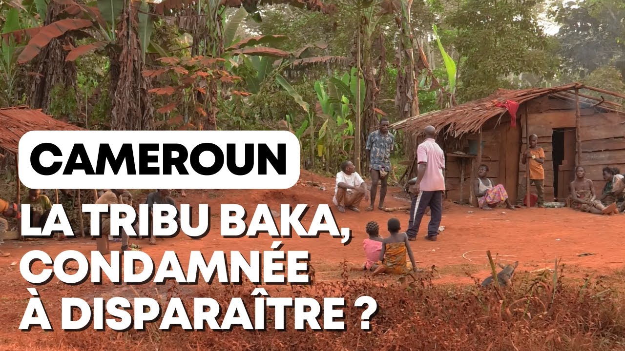 Cameroun : le dernier peuple de la for&ecirc;t tropicale pourrait disparaitre
