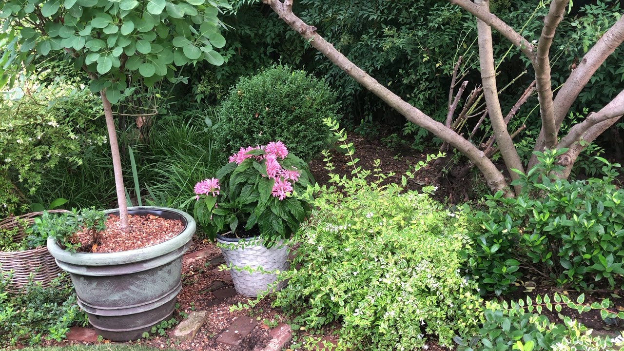 Garden Tour: Sunday Morning Stroll