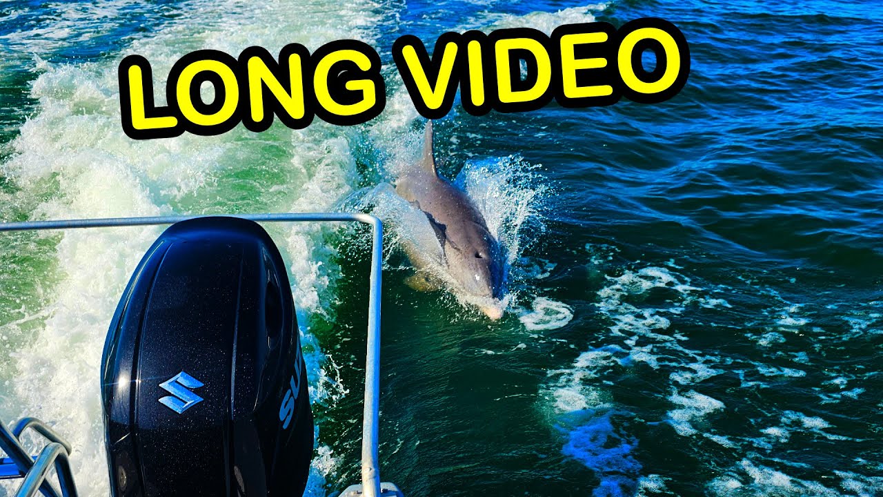 Dolphins 2026/01/22 Long