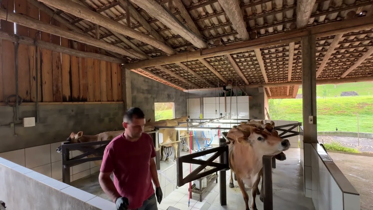 Como é o trabalho com vacas leiteiras numa manha de natal.