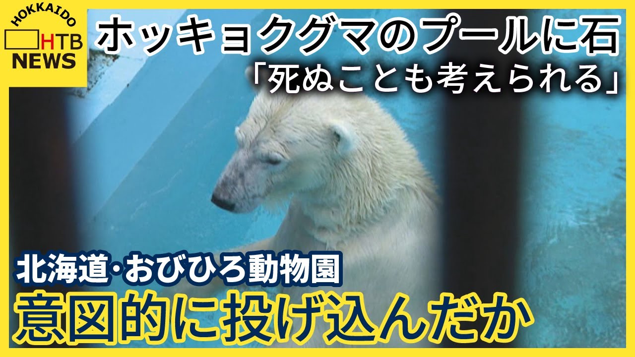 「死ぬことも考えられる」ホッキョクグマのプールに石　意図的に投げ込んだか　北海道・おびひろ動物園