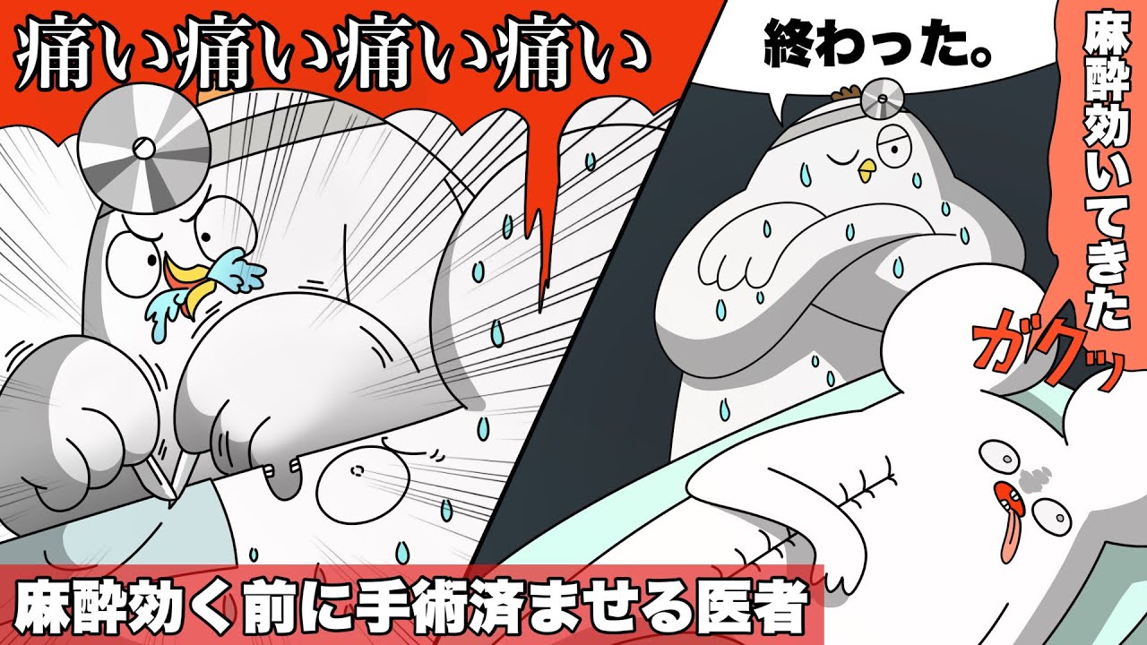 麻酔が効く前に手術を終わらせる早腕の名医【アニメ】