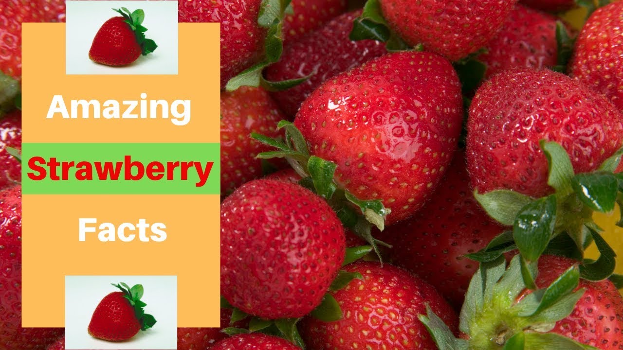 Top 40 Amazing Strawberry Facts - Interesting Strawberry Facts