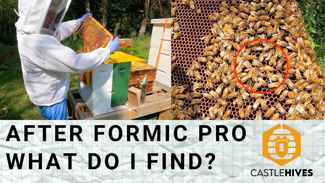 #beekeeping Hive Inspections after Formic Pro Treatment