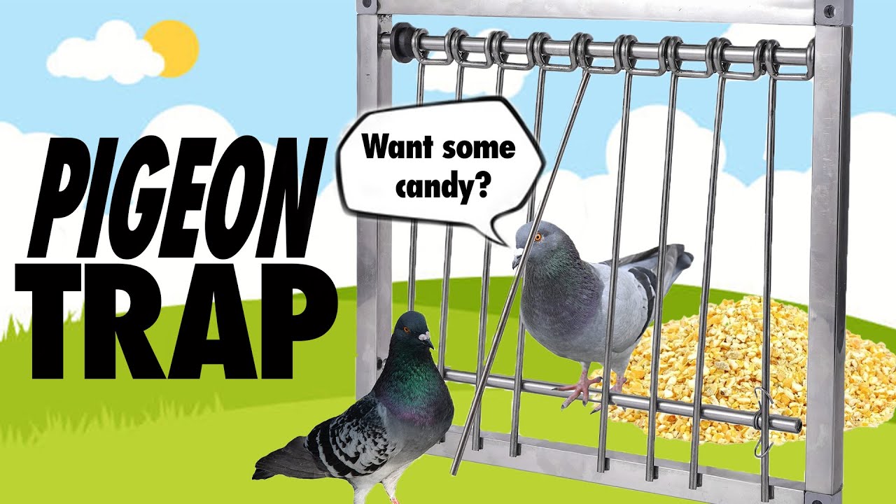 Easy Pigeon Trap Setup!!