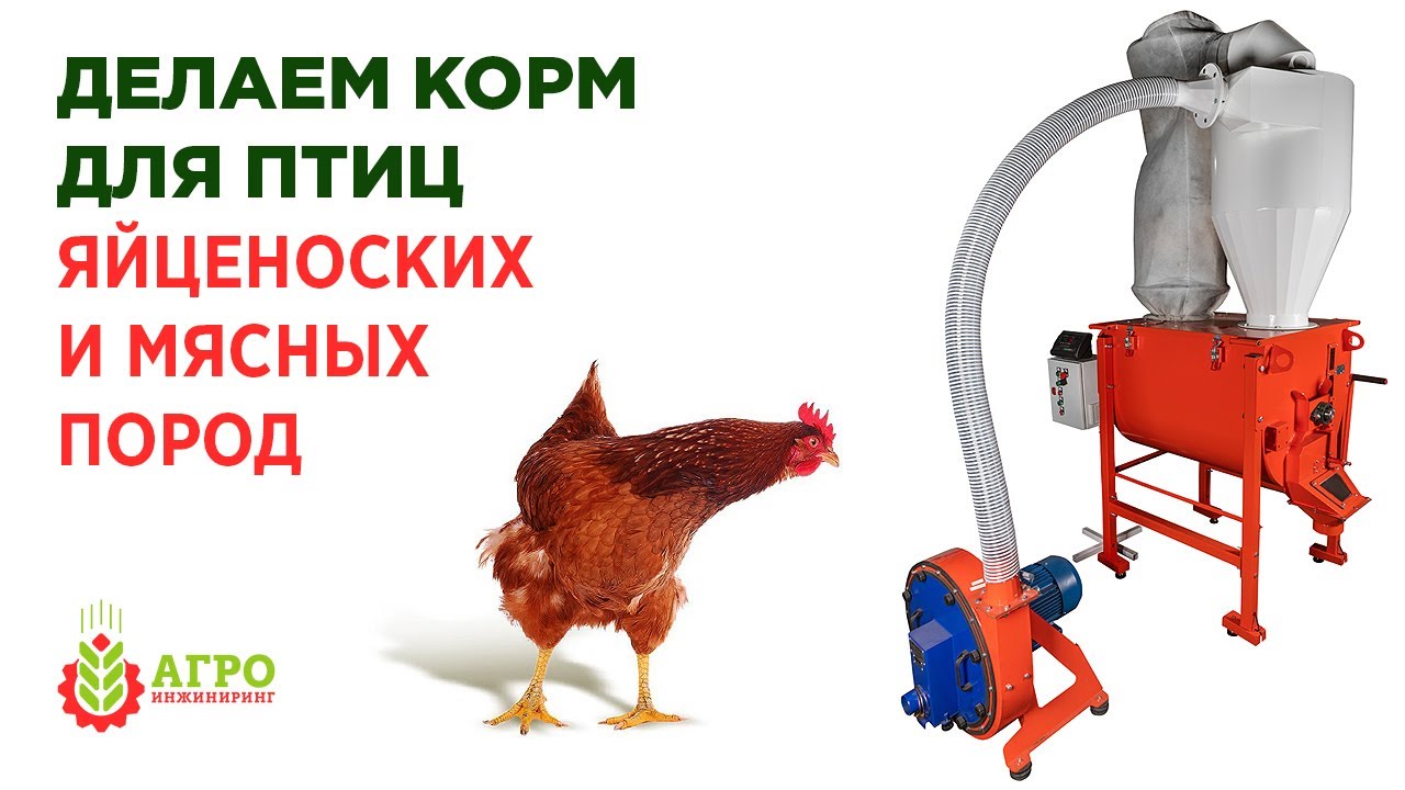 Делаем корм для птиц яйценоских и мясных пород по рецептам. Какой выгоднее?