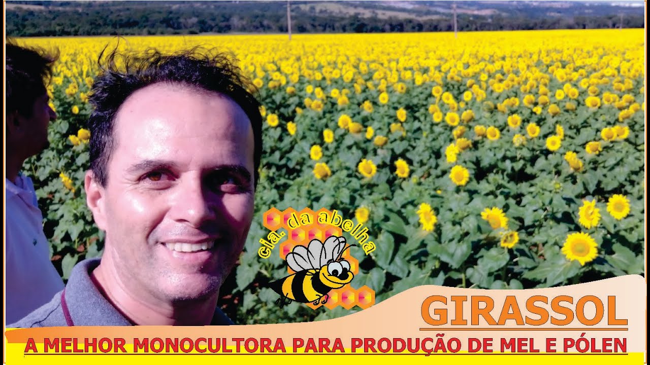 GIRASSOL - MELHOR MONOCULTURA PARA ABELHAS PARA PRODUÇÃO DE MEL E PÓLEN