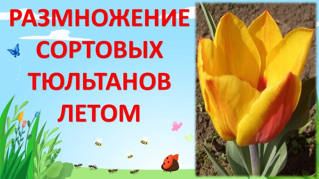 РАЗМНОЖЕНИЕ СОРТОВЫХ ТЮЛЬПАНОВ. КОГДА КОПАТЬ ТЮЛЬПАНЫ. Выращивание тюльпанов.