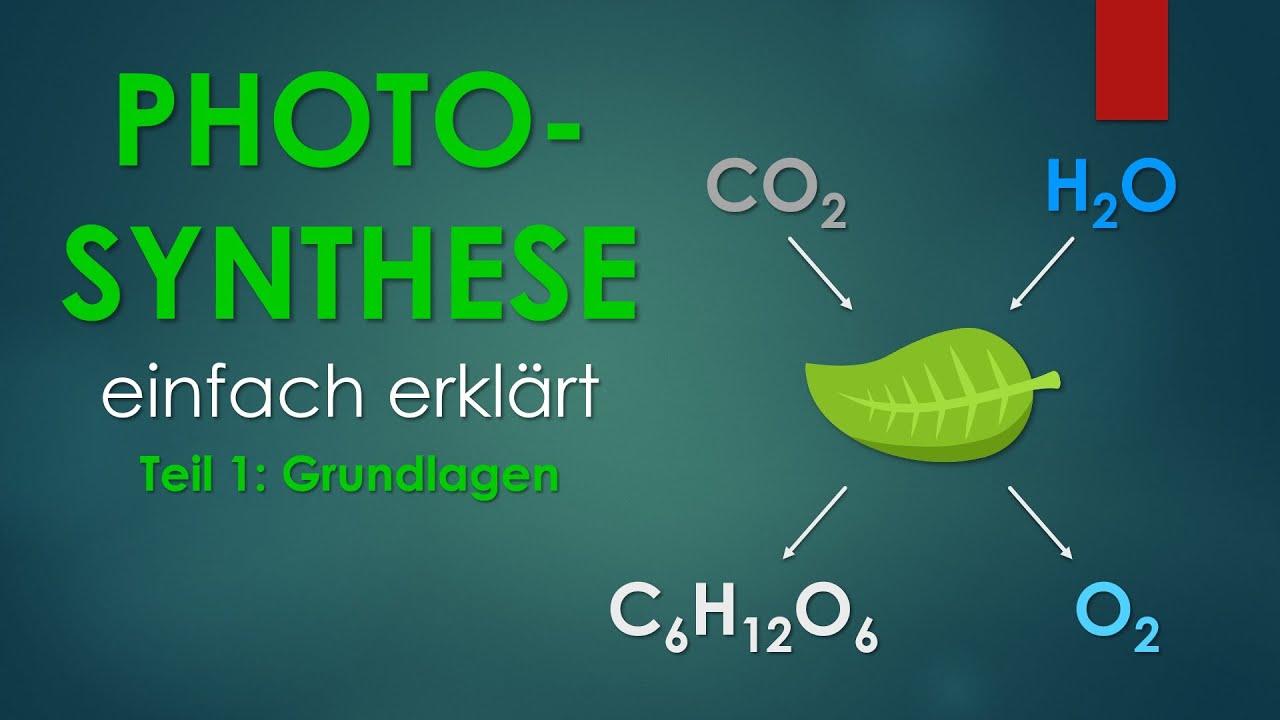 1. Grundlagen | PHOTOSYNTHESE einfach erklärt