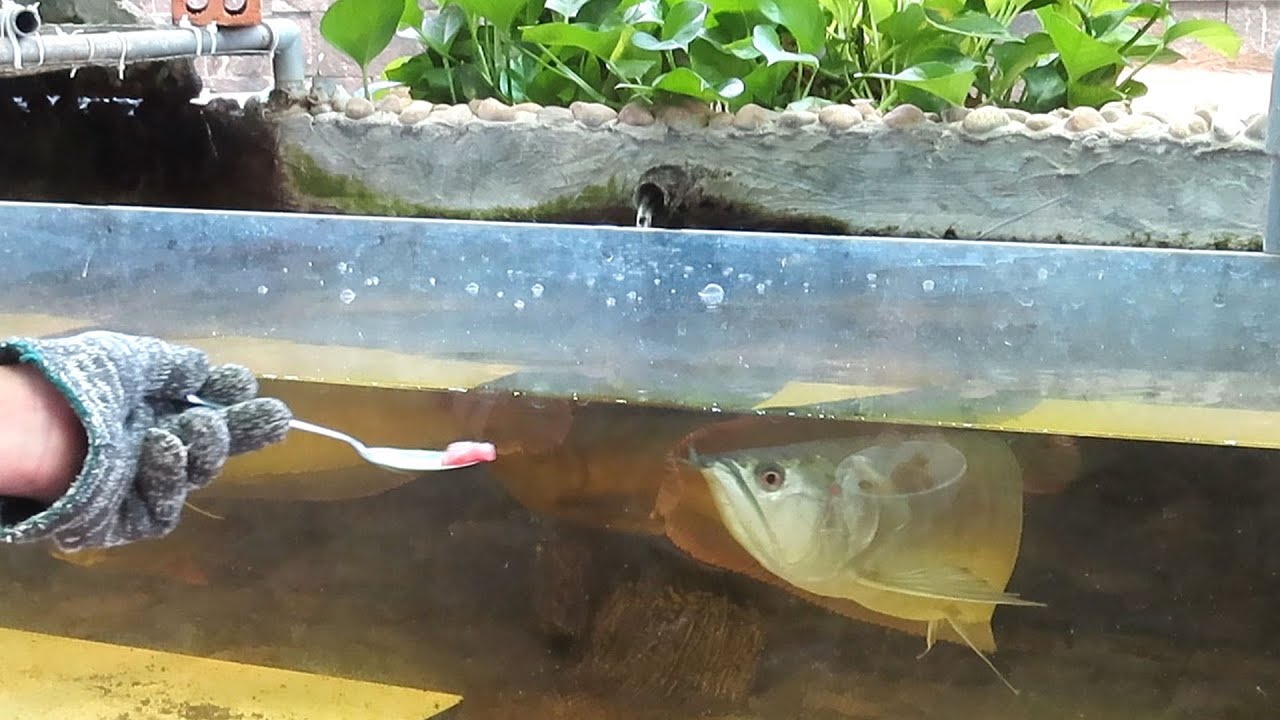 Aquarium (Arowana fish) After 6 months