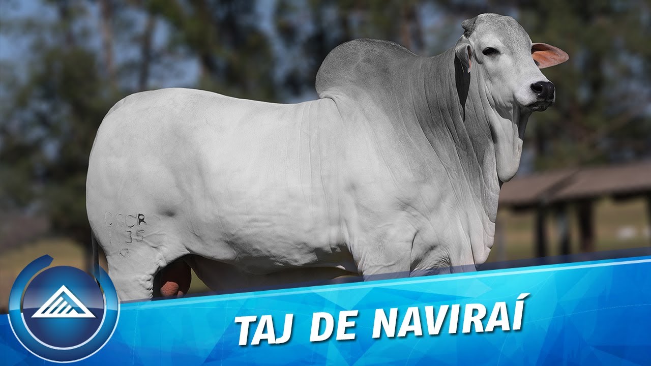 Taj de Naviraí