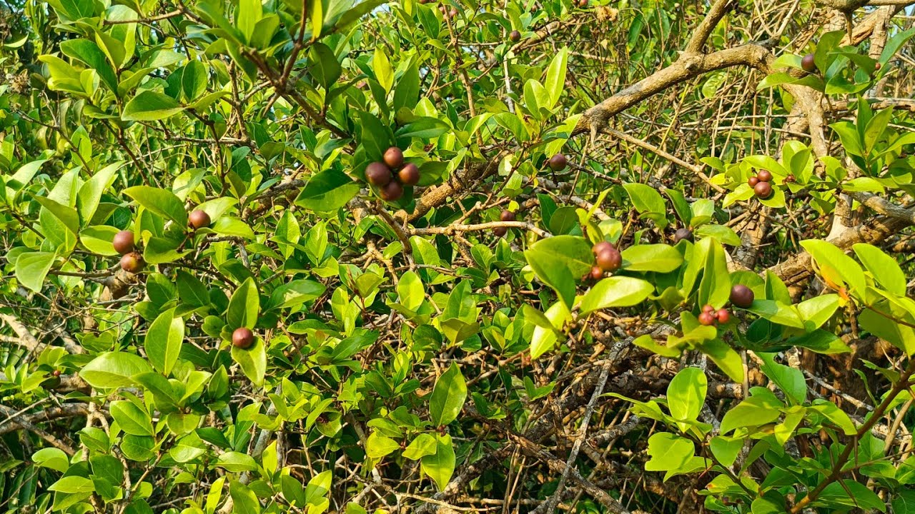 NAMMA HAKKU tv tv is live! ಕವಳಿಕಾಯಿ ಹಣ್ಣು 