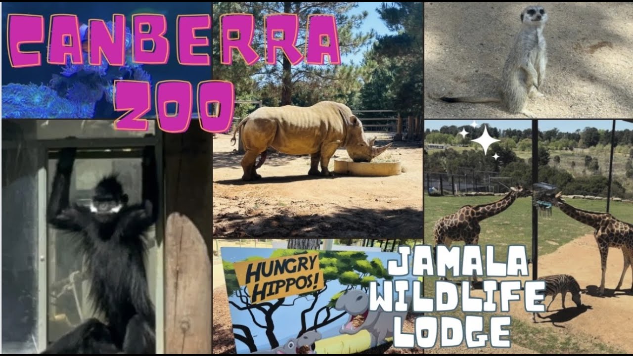 Canberra Award Winning Zoo and Aquarium | Jamala wildlife lodge | things to do in Canberra Australia