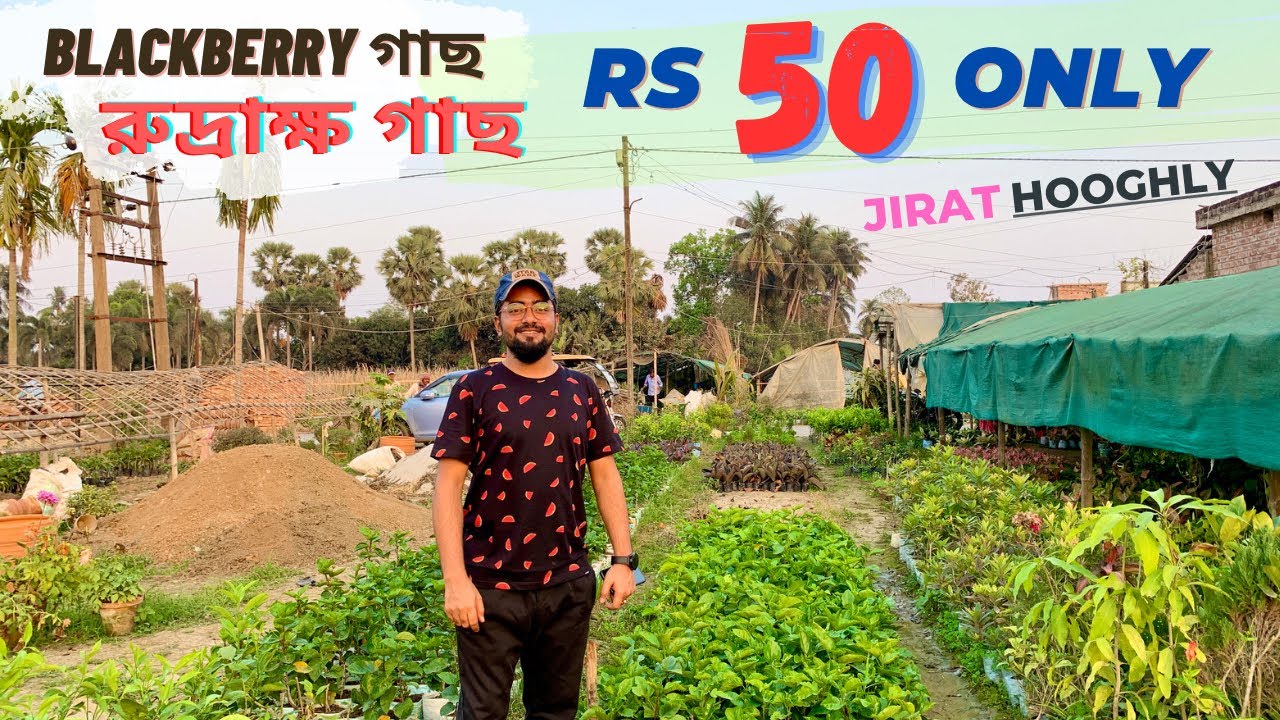 গরমের সমস্ত ফুল🌻ও ফলের🍇গাছ Available | রুদ্রাক্ষ ও blackberry🍒গাছ Only Rs 50 | Jirat Hooghly