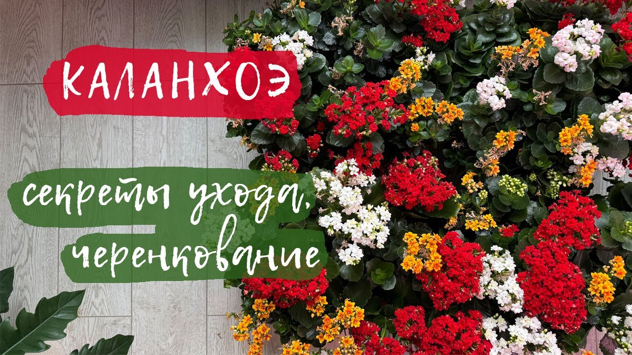 Каланхоэ | Секреты ухода, черенкование