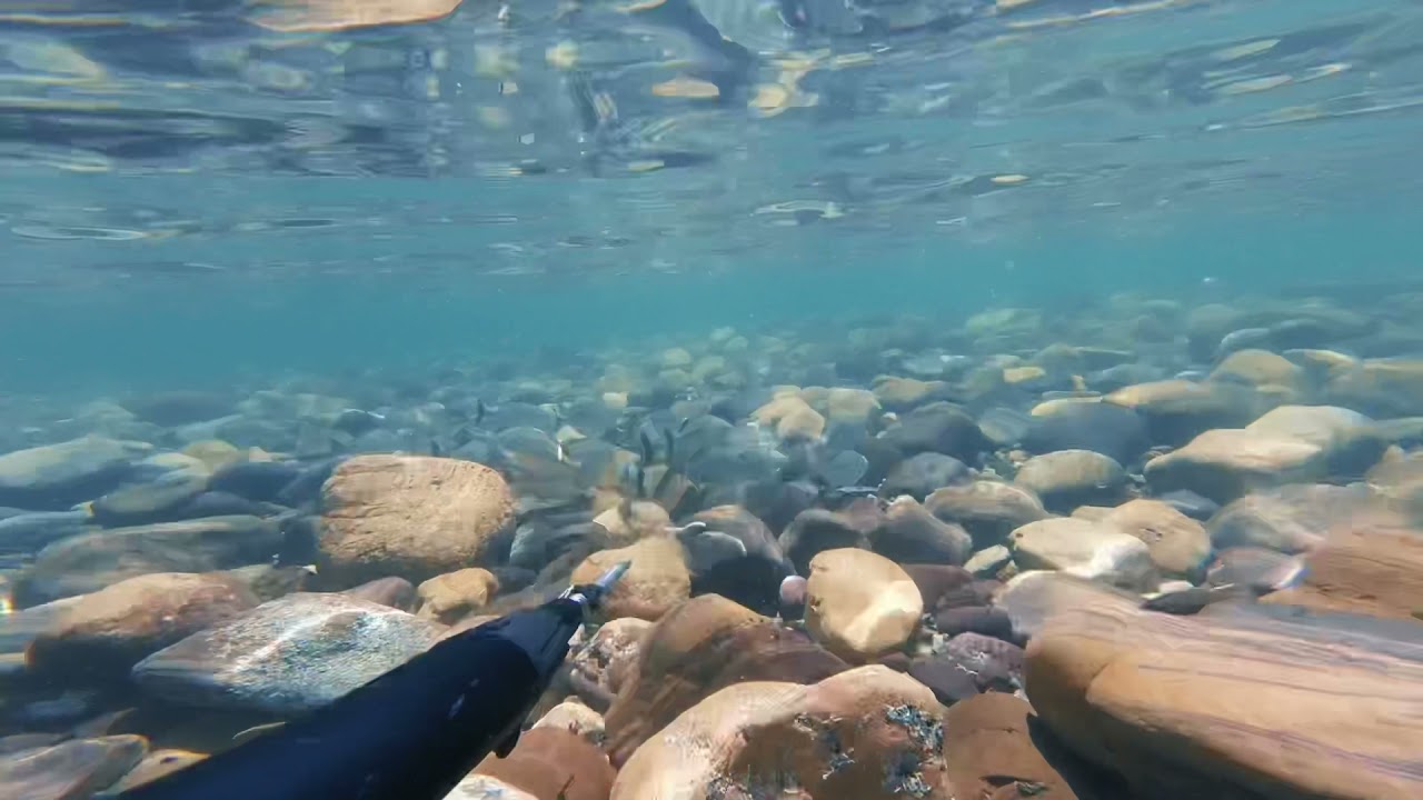 Spearfishing with a Mares mini sten 42 pneumatic spear gun.