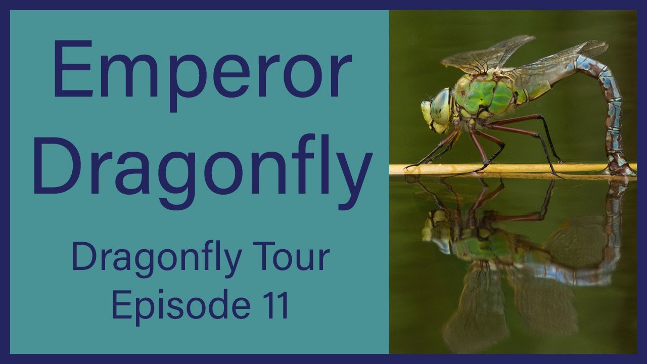 Dragonfly Tour Ep 11 -  Emperor Dragonflies