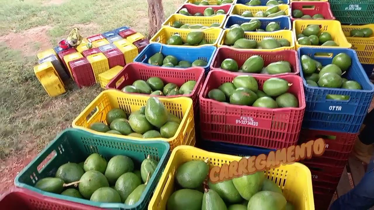 Vem comigo Acompanhar o carregamento do Abacate  até o destino Final  em Belém do Pará