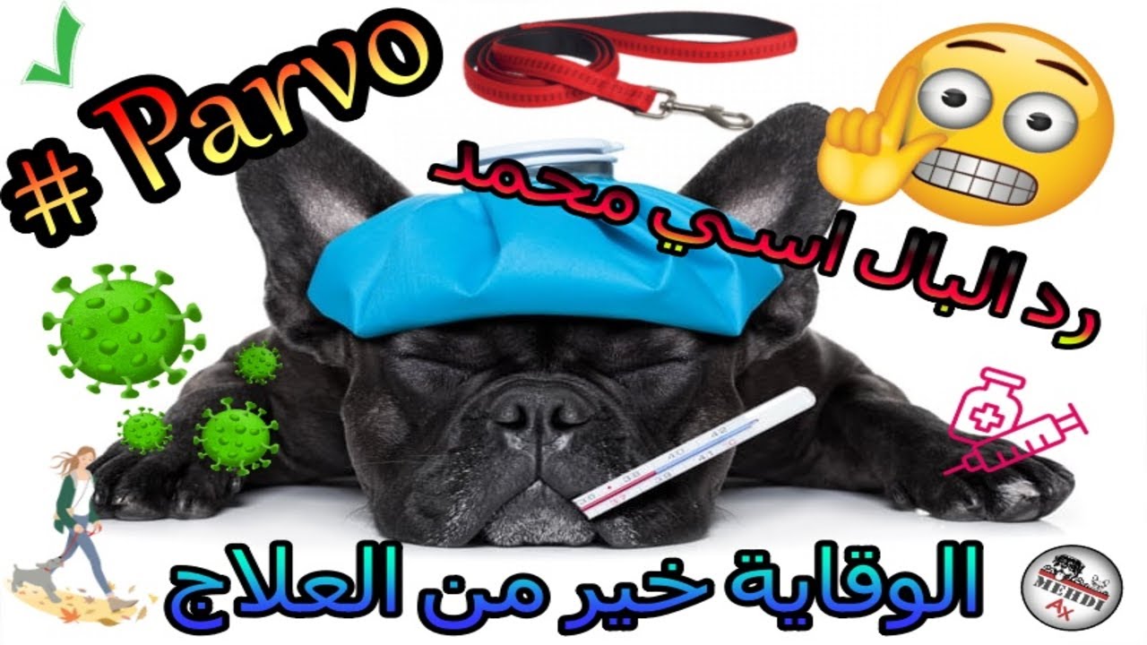 كيفاش نحمي كلبي من البارفو Technique de protection contre parvovirus