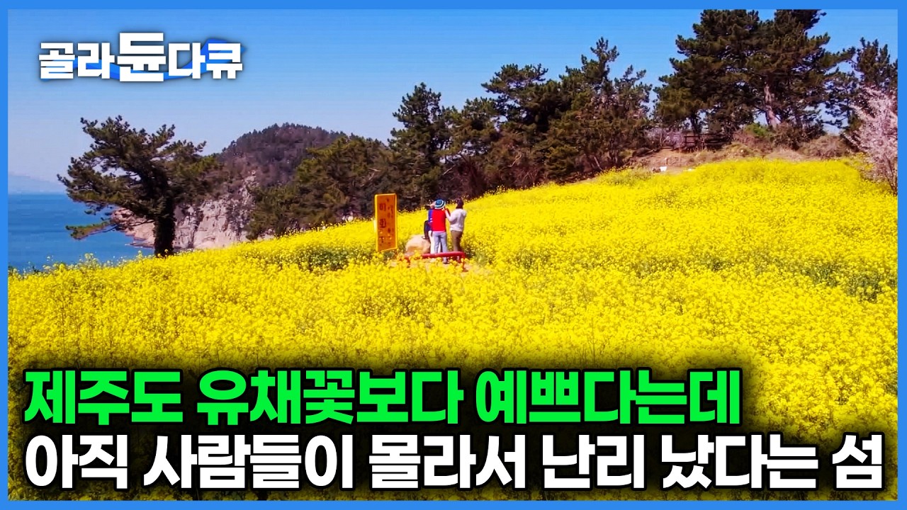 아무도 안 찾는 무인도인 줄 알았는데 봄만 되면 하루에 1,000명 넘게 줄 서서 들어온다｜꽃섬 하화도에서만 볼 수 있다는 절벽 위 유채꽃의 정체｜한국기행｜#골라듄다큐