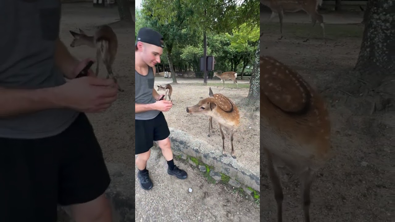 Meet the adorably, frisky deer of Nara, Japan - September 2025