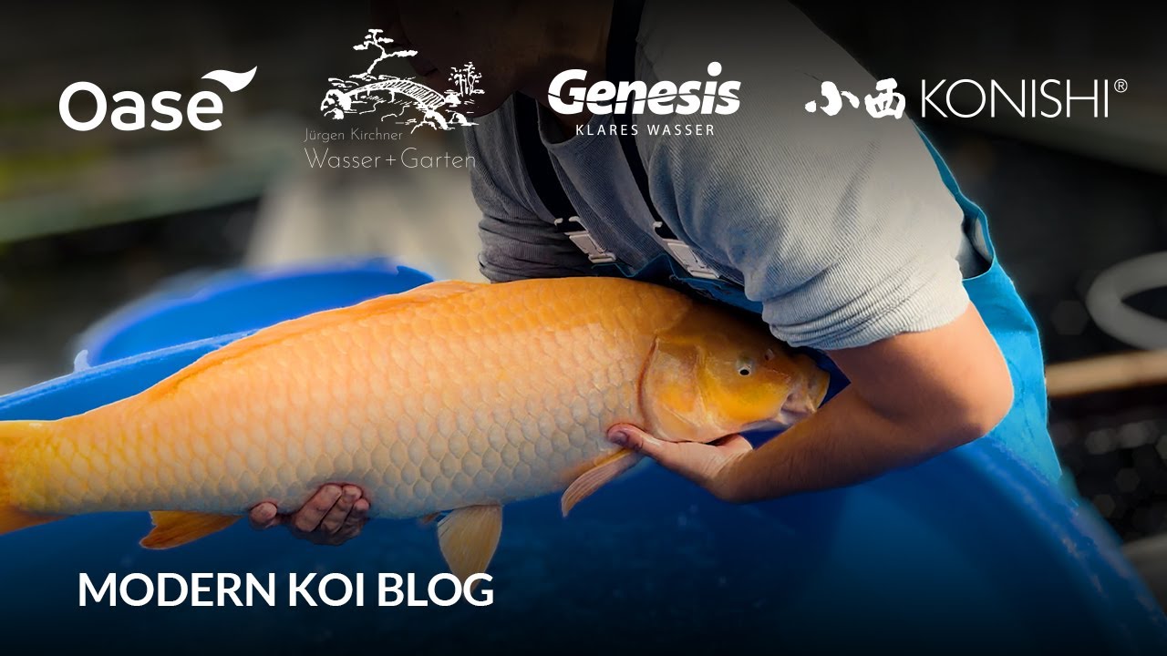 Modern Koi Blog #6279 - Live aus Japan: Die Sansai Karashigoi und Chagoi aus der Glashausaufzucht