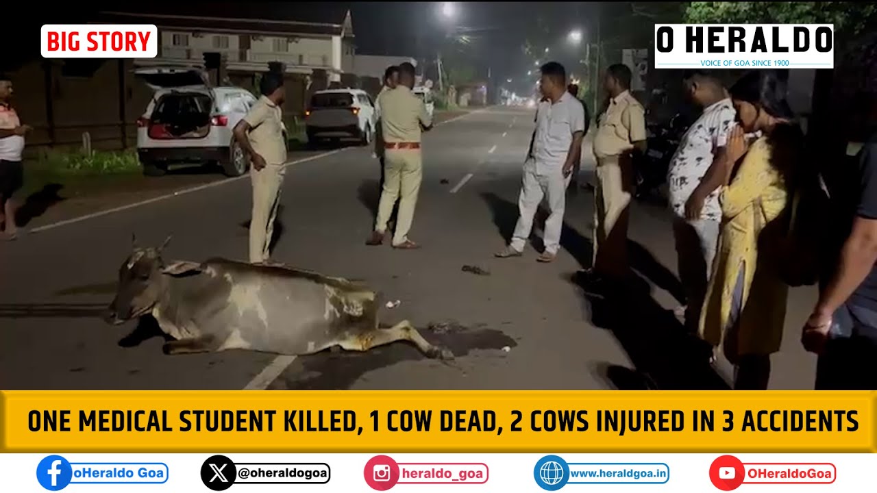 One Medical Student killed, 1 cow dead, 2 cows injured in 3 accidents
