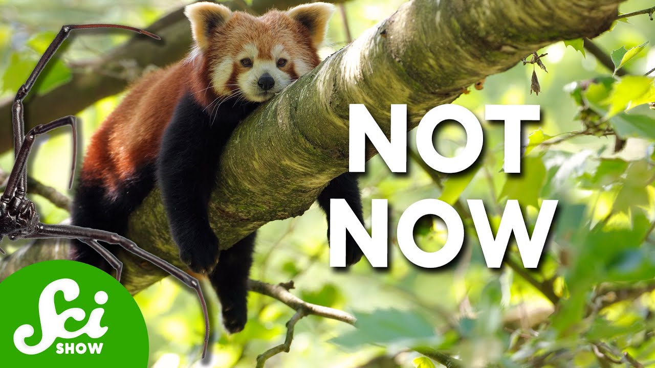 Do Animals (That Aren’t Us) Procrastinate?