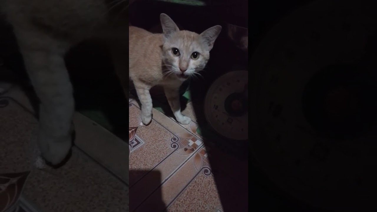 Funny Video cat & Funny dog Animal Ep.18 #cat #dog #funnyanimal #pet