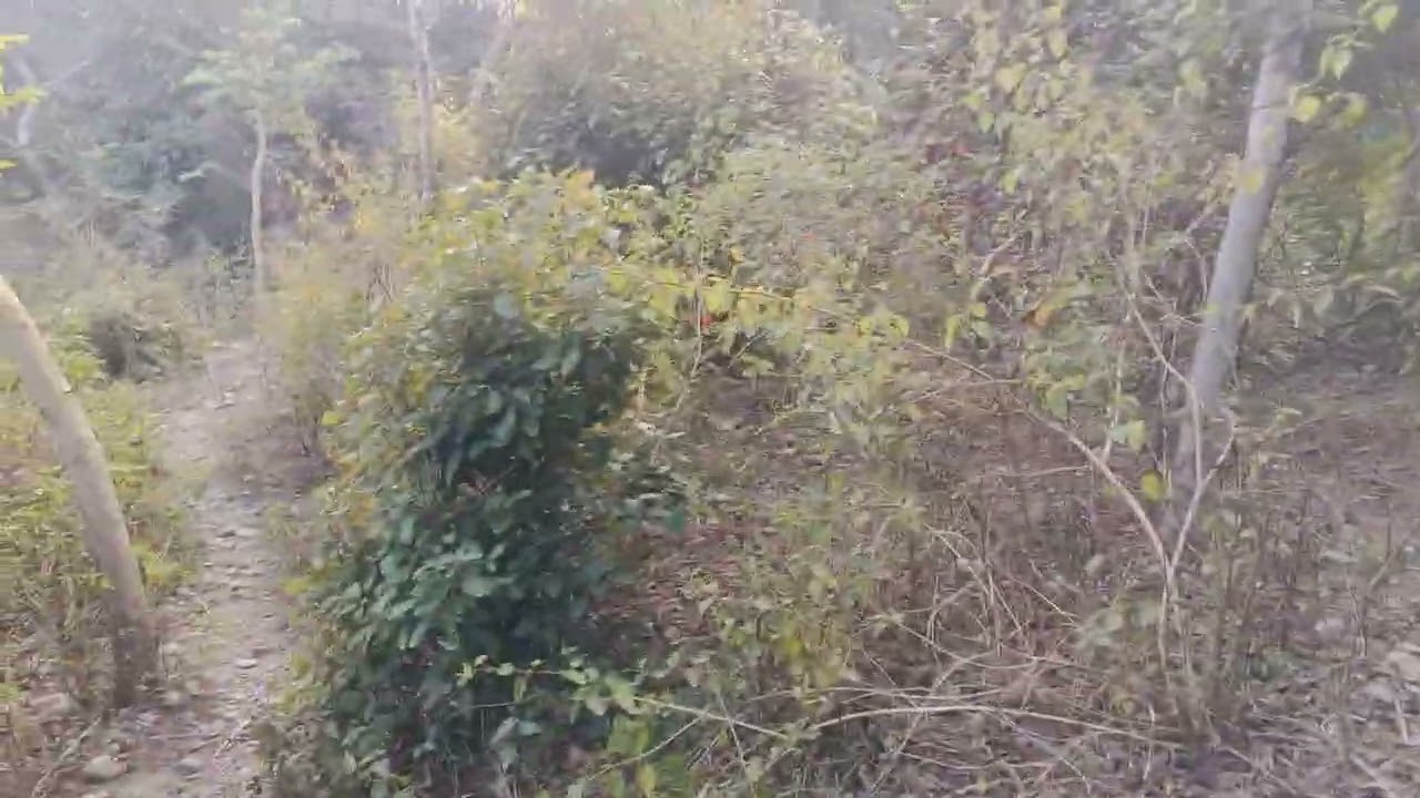 Jungle mein janvaron ka jhund
