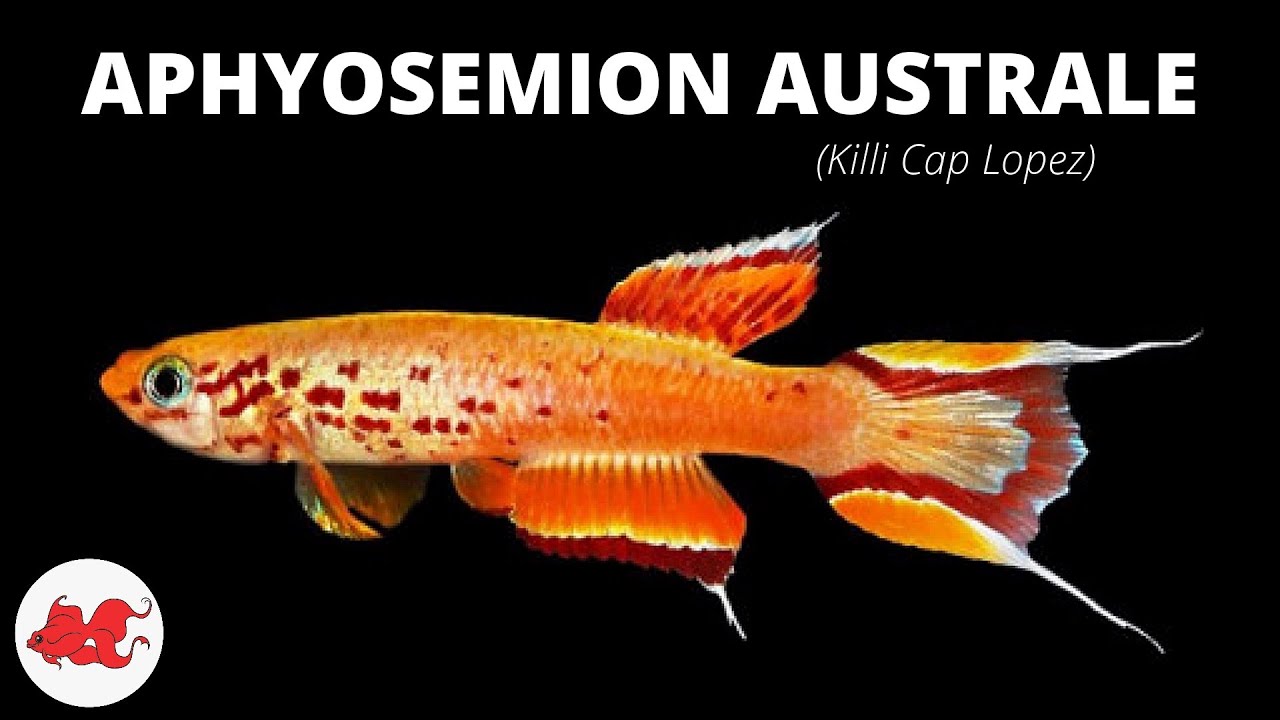 Killi Cap Lopez - Aphyosemion australe ✔