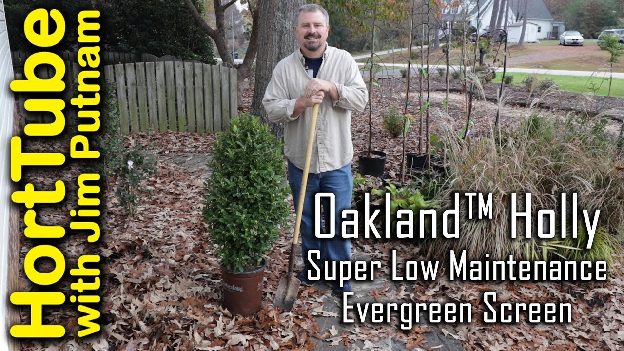 Oakland™ Holly - Christmas Tree Shaped Screening Plant🐦