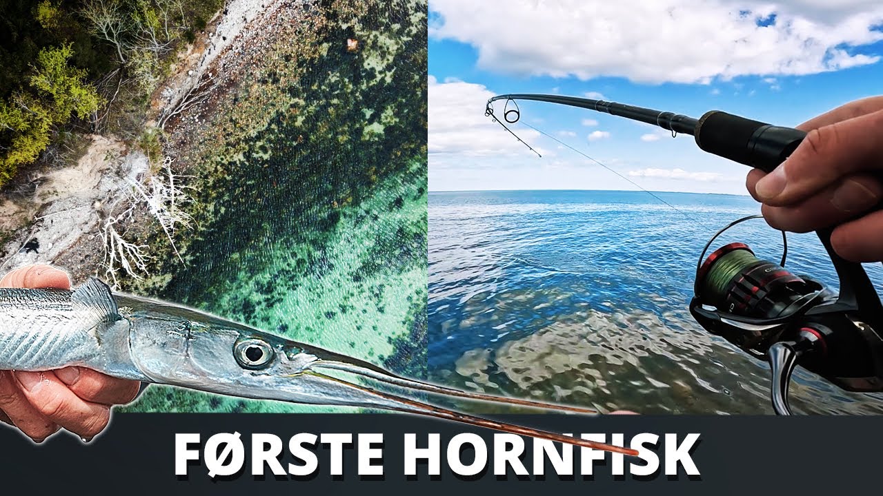 Udforsker KÆMPE Kystplads - Fanger Årets Første Hornfisk!