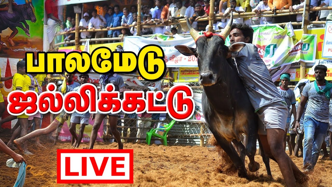Palamedu Jallikattu 2026 Live | Pongal Bulls Taming from Tamil Nadu | பாலமேடு ஜல்லிக்கட்டு