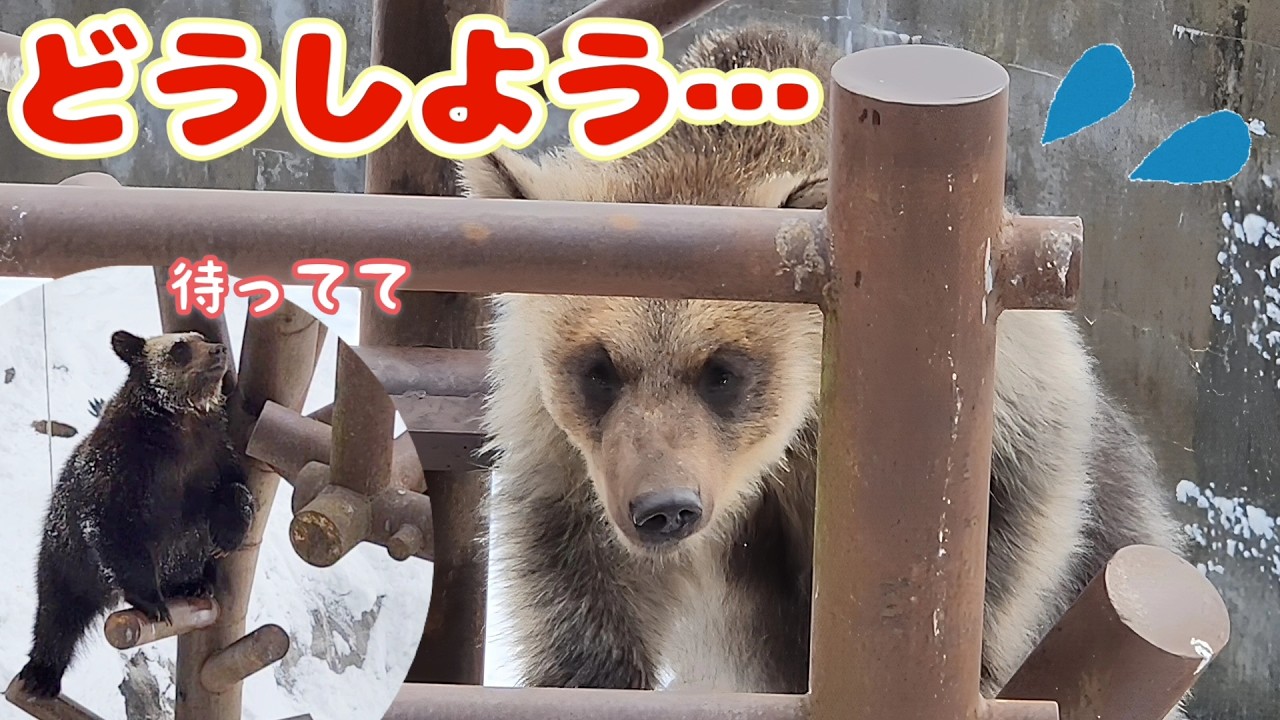 ついに登った！そしてモコロちゃん最大のピンチに【のぼりべつクマ牧場】