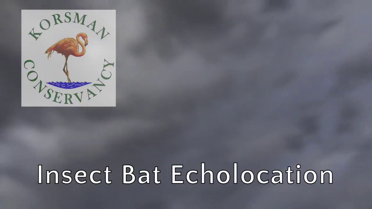 Bat Echolocation
