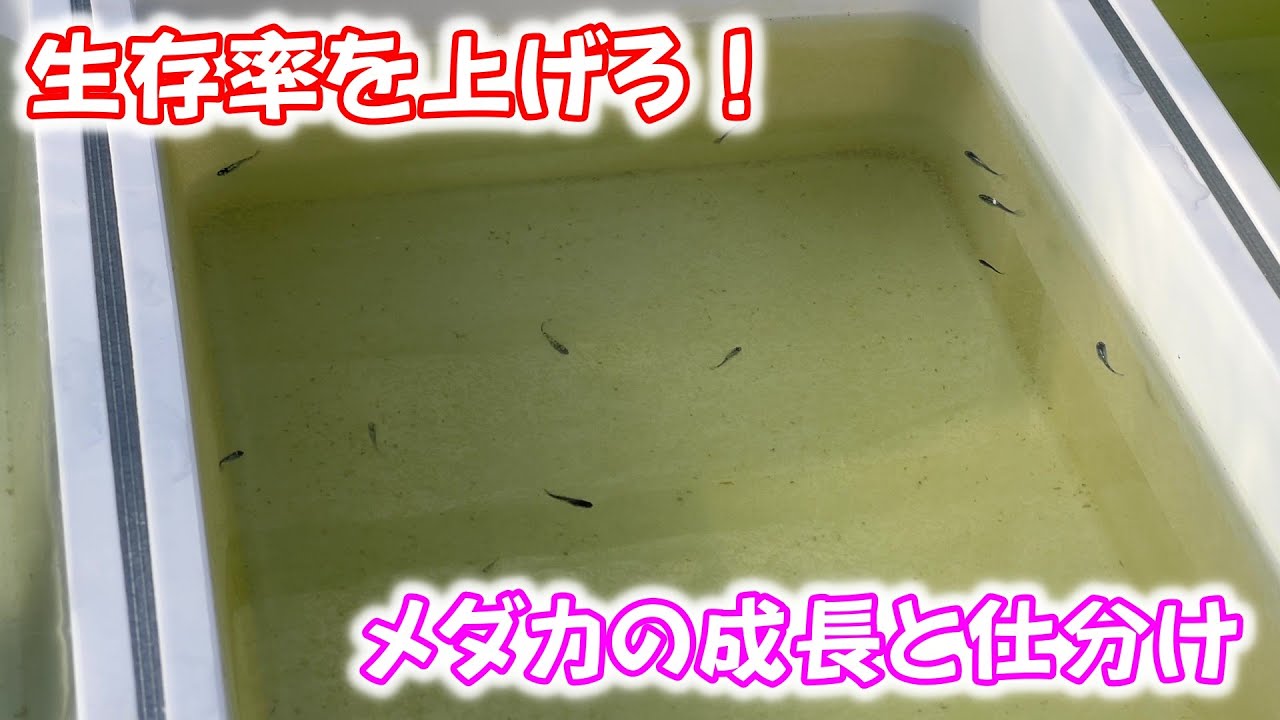 【めだか】メダカの成長をスムーズにすることで生存率を上げる。そのための仕分け。Ｂ型おやじ　2026年　1月　29日　投稿