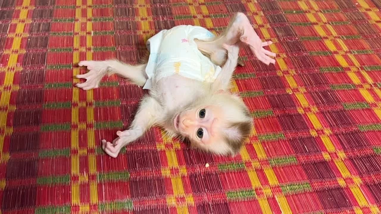 Baby Monkey Mato Get Temper Confude Mom Leave Him