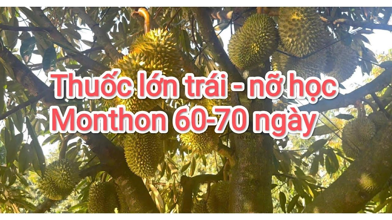 Thuốc lớn trái nở học monthon 60-70 ngày 