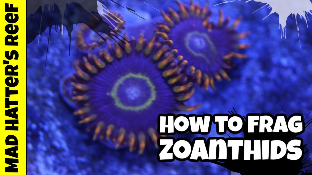 The Best Way To Frag Zoanthids
