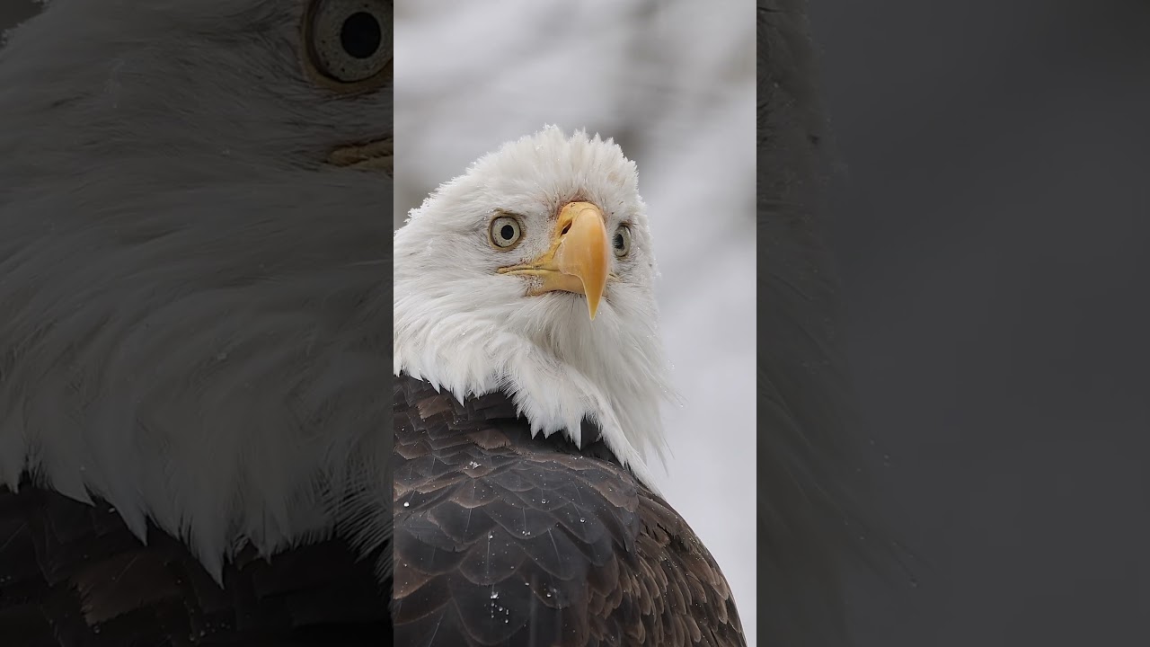 Bald Eagle with deformed beak