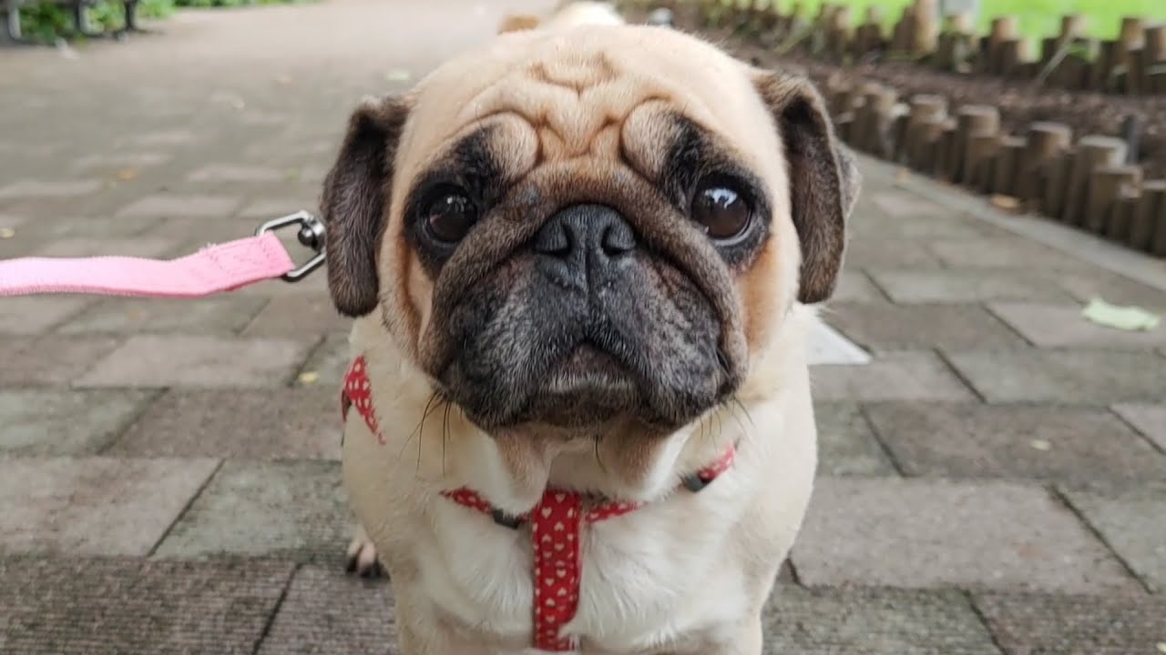 【繁殖引退犬】新しい家族のお散歩映像を初公開