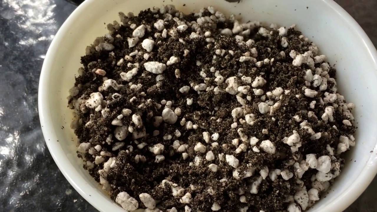 Trying A New Common Soil Mix For Growing Lithops In, Part 1