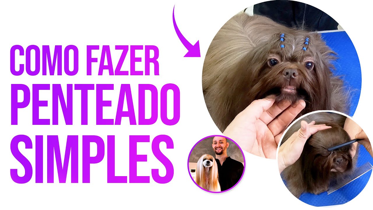 COMO FAZER PENTEADO SIMPLES EM SHIH TZU - JUNIOR BORJA